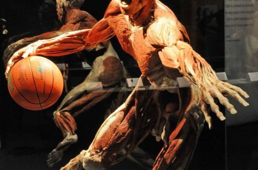 عضلات اصلی که در ورزش بسکتبال استفاده می شوند